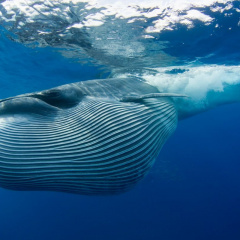 Cá voi khổng lồ xuất hiện ở biển Thanh Hóa